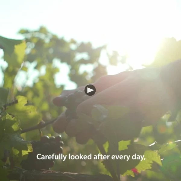 Billecart-Salmon Brut Rose (375ML Half-bottle) 5 Billecart-Salmon Brut Rose (375ML Half-bottle) - Image 3